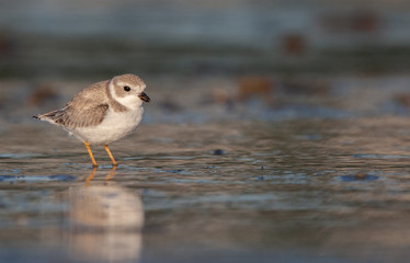 Piping Plover on New England Beach