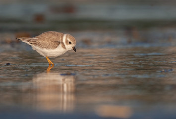 Piping Plover on New England Beach