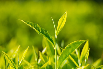 Green Tea Leaves Close Up