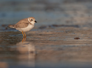 Piping Plover on New England Beach