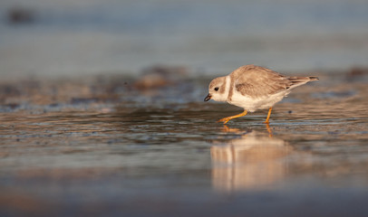 Piping Plover on New England Beach