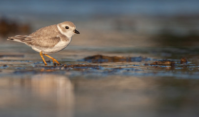 Piping Plover on New England Beach