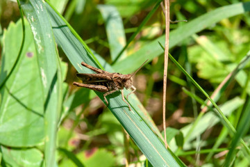 grasshopper on grass