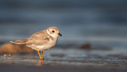 Piping Plover on New England Beach