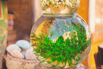 Selaginella lepidophylla for home decoration sold in the street market. Green Mary's flower lies in...