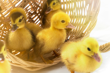cute little ducklings in a wicker basket on a Sunny day.