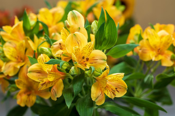 yellow flowers in the garden