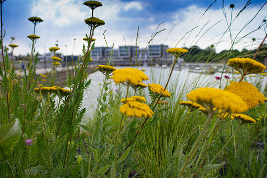 Blumen 
