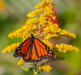 Monarch Butterfly on Golden Flower
