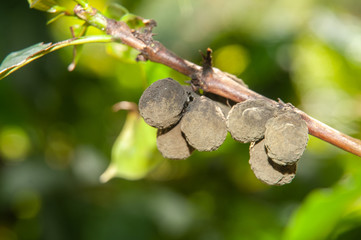 close-up to overripe fruits of a coffee tree