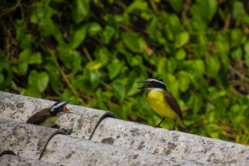 Great Kiskadee