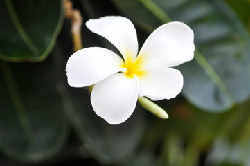 Fototapeta premium frangipani, frangipani flower or pagoda tree