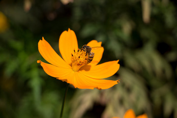 Bee on a flower