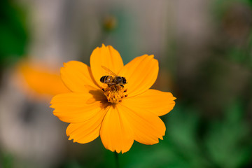 Bee on a flower