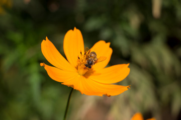 Bee on a flower