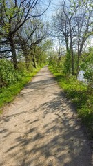 road in the forest
