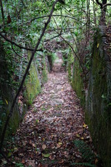 Fototapeta premium Zugewachsene Treppe in einem verlassenen Park