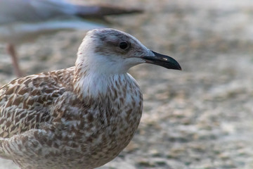 oiseau