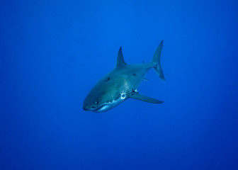 Great White Shark at Guadalupe Island, Baja California, Mexico.