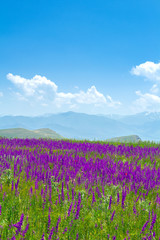 Fototapeta na wymiar Purple meadow and mountain flowers. Blue cloudy sky. Landscape