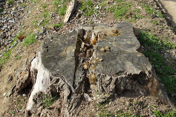 What remains of a large plant