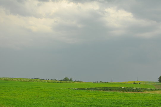 Pole. Wiosna.