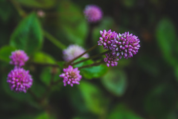 small pink flowers growing on forest ground on Sao Miguel Island, Azores, Portugal