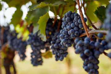 Bunch of blue grapes hanging on autumn vineyard - obrazy, fototapety, plakaty