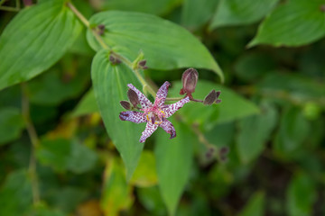 Top view of a star-shaped Toad Lily flower