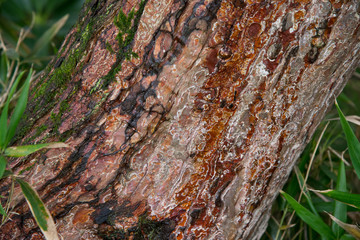 Close up of colourful tree bark in Autumn