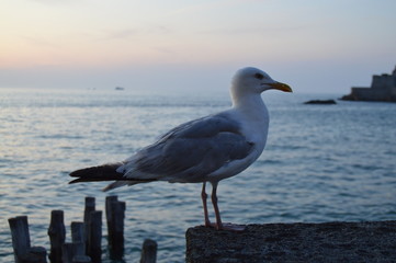 Mouette au bord de l'eau