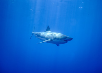 Great White Shark at Guadalupe Island, Baja California, Mexico.