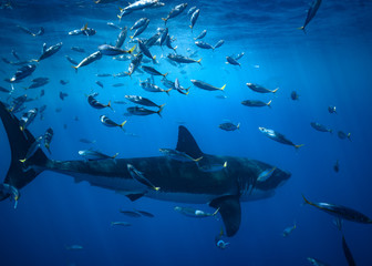 Fototapeta premium Great White Shark at Guadalupe Island, Baja California, Mexico.