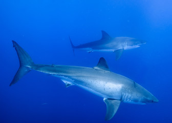 Great White Shark at Guadalupe Island, Baja California, Mexico.