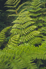 green fresh fern leaves in a forest on Sao Miguel, Azores, Portugal