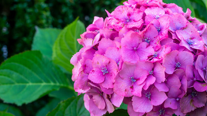 A vivid pink hydrangea, showing flowers in full bloom with striking pink petals, taken on a bright day.