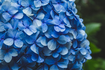 beautiful blue blooming hydrangeas on Sao Miguel Island, Azores, Portugal