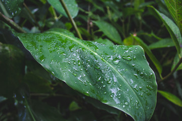 closeup of raindrops on top of green leaves in a forest