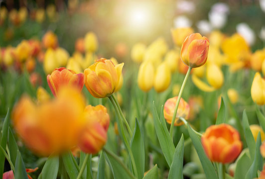 Colorful Tulip Group Orange tulip flowers illuminated by sunlight. Smooth focus, colorful tulip picture background