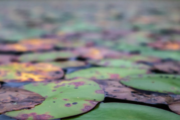Lilly Pad Background High Contrast