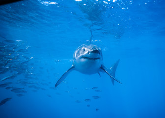 Fototapeta premium Great White Shark at Guadalupe Island, Baja California, Mexico.