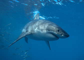Naklejka premium Great White Shark at Guadalupe Island, Baja California, Mexico.