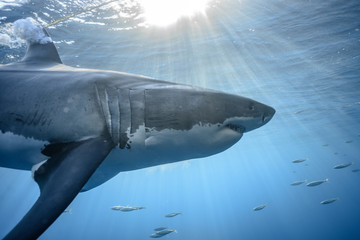 Fototapeta premium Great White Shark at Guadalupe Island, Baja California, Mexico.