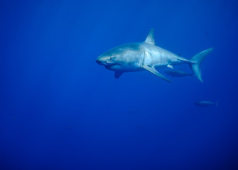 Obraz na płótnie Canvas Great White Shark at Guadalupe Island, Baja California, Mexico.