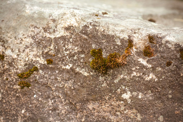 Moss on the stone. The texture of stone and moss. Stone on nature photo background with green moss.