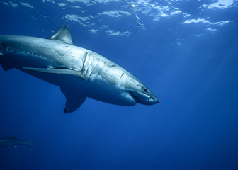 Great White Shark at Guadalupe Island, Baja California, Mexico.