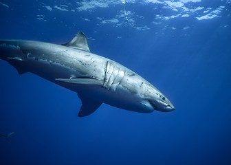 Fototapeta premium Great White Shark at Guadalupe Island, Baja California, Mexico.