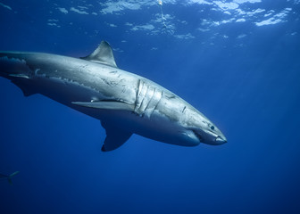 Great White Shark at Guadalupe Island, Baja California, Mexico.