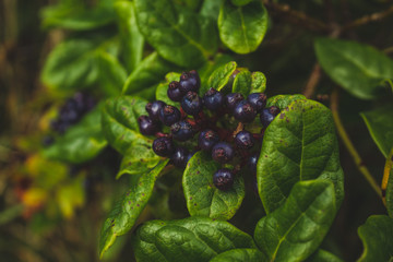 wild purple berries with green leaves on the island of Sao Miguel, Azores, Portugal