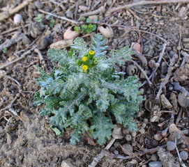 Senecio vulgaris It often grows as a pest species, in ruderal and segetal vegetations